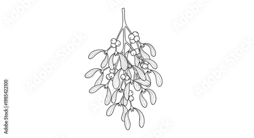 Illustration of mistletoe hanging gracefully above, featuring intricate line art with delicate leaves and berries on a clean white background