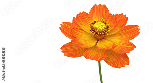 Orange and Yellow Daisy with Detailed Petals on White Background