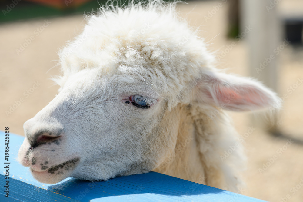 Fototapeta premium Close-up of a white alpaca with blue eyes, concept of animal uniqueness and genetic diversity, fluffy huacaya alpaca on a sunny farm, sustainable wool production and eco-tourism