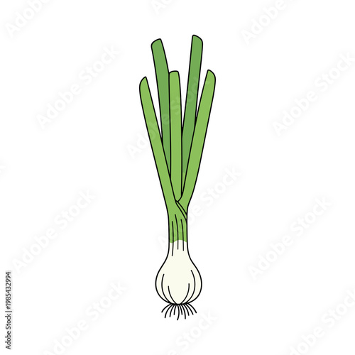 Quadro su tela Fresh green onion with white bulb and green stalks