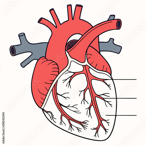 Anatomical illustration of human heart with visible blood vessels and chambers