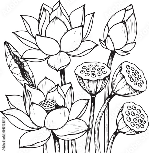 Elegant black and white sketch of blooming lotus flowers with buds and leaves vector illustration