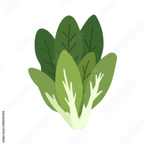 Fresh green lettuce leaves bunch illustration healthy food vector graphic