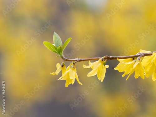 早春に咲く黄色いレンギョウ
