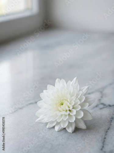 Single White Flower on Gray Background – Minimal Purity and Serenity Concept