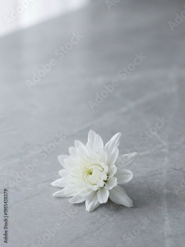 Single White Flower on Gray Background – Minimal Purity and Serenity Concept