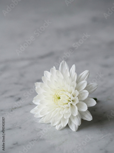 Single White Flower on Gray Background – Minimal Purity and Serenity Concept