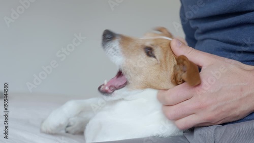 Jack Russell terrier lying on bed while owner scratches head in home bedroom. Concept of pet care, affection and companionship.
