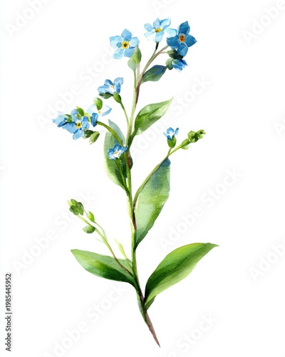 Delicate blue forget me not flowers watercolor illustration