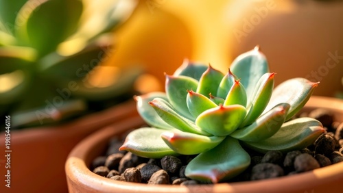 Closeup Succulent Plant in Pot