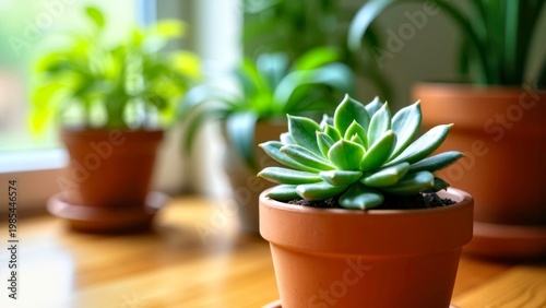 Green Succulent Plant in Pot on Wooden Surface