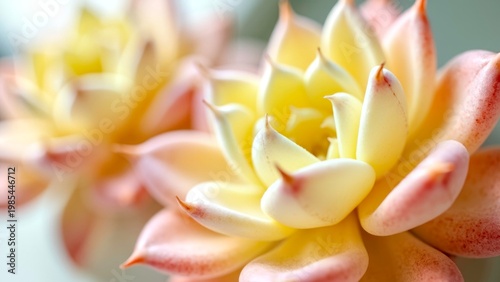 Close Up Yellow Succulent Plant