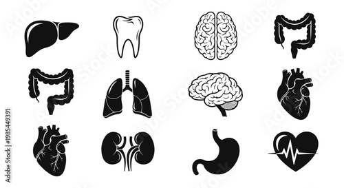 Human internal organ and anatomical anatomy icons including brain heart stomach and lungs for medical