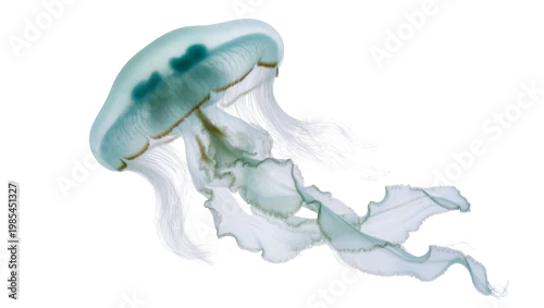 Fototapeta na wymiar Translucent blue jellyfish with fringed tentacles floating gently