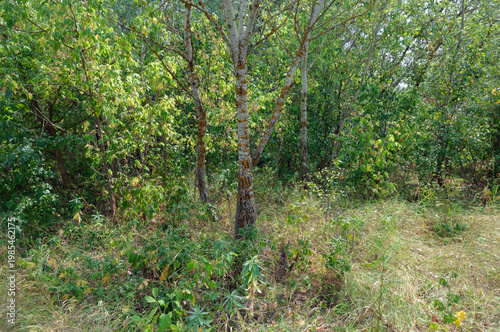 a tree in the forest thicket. natural landscape 