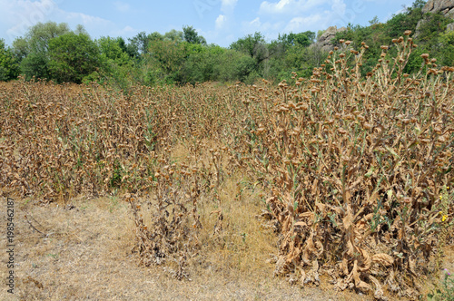 drier burdock bushes in hot summer. natural landscape 