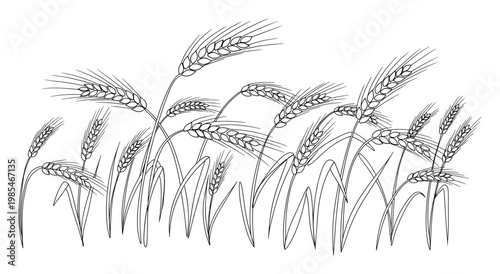 Outline drawing of a wheat field with swaying ears and stalks representing agriculture harvest and natural growth perfect for food packaging designs recipe books and educational materials
