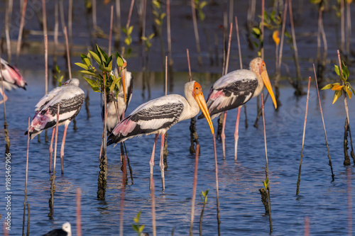 Painted Stork large stork with a long yellow bill that curves down at the tip