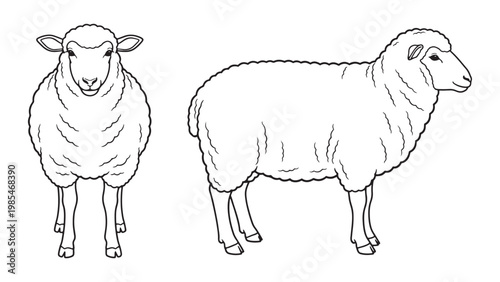 Detailed Black and White Line Art Illustration of Two Domestic Sheep, One Facing Forward and One in Profile, Perfect for Coloring Books or Graphic Design Projects