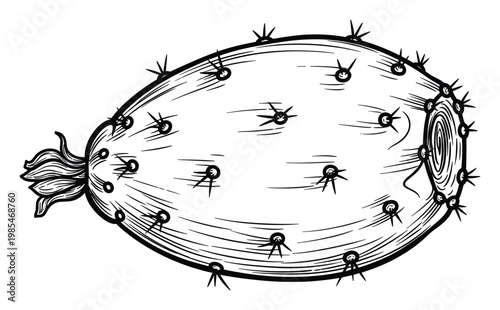 Black and white hand drawn prickly pear fruit with sharp spines, perfect for botanical illustrations, organic product packaging, healthy food labels, or exotic plant designs.