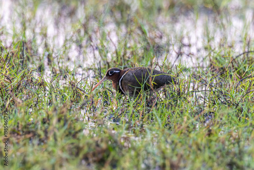The Greater Painted-Snipe is a shy and normally very difficult species to see