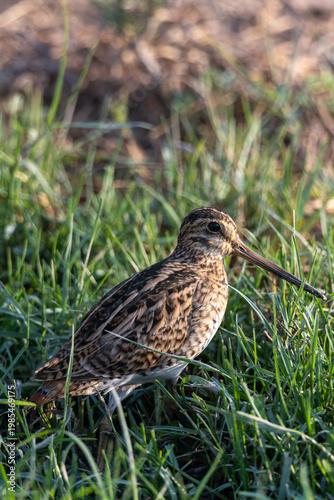 pin-tailed snipe  is a species of bird in the family Scolopacidae