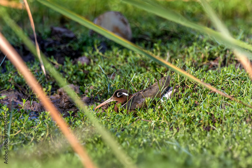 The Greater Painted-Snipe is a shy and normally very difficult species to see
