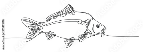 Continuous single line drawing of a carp fish, elegantly capturing its form and movement, suitable for modern wildlife graphics, fishing related print media, and educational materials.