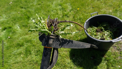 Weed puller holding freshly extracted dandelion with intact taproot and flowers above garden container. efficient weed removal, root extraction, lawn care and use of common edible medicinal plant