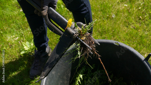 Weed puller holding freshly extracted dandelion with intact taproot and flowers above garden container. efficient weed removal, root extraction, lawn care and use of common edible medicinal plant