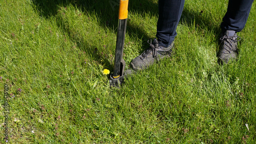 Gardener removing dandelion Taraxacum officinale with manual stand up weed puller. Practical garden maintenance, organic care, weed control and traditional herbal plant use