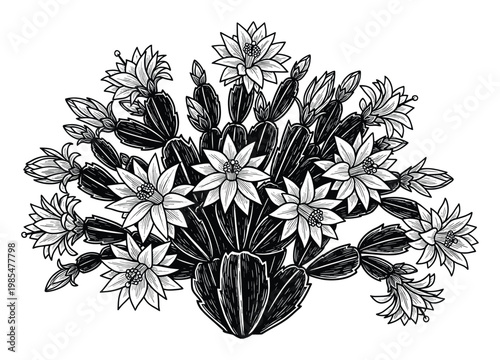 Black and white blooming Christmas cactus botanical drawing in linocut style for plant care guides garden decoration and floral design resources