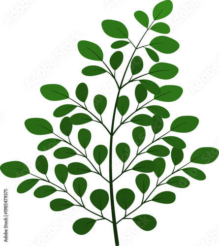 Green Moringa leaves illustration 