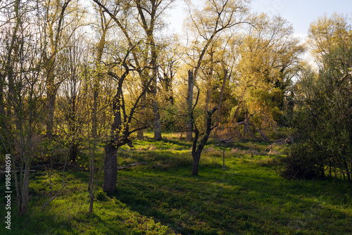 Wallpaper Mural Auwald bei Ingelheim Torontodigital.ca