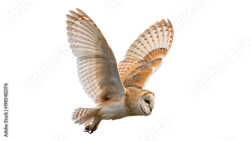 Fotografie Barn owl in flight above a white background showcasing its wings and features du