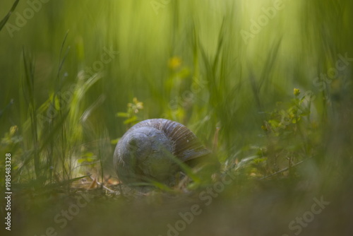 Fotografie Schnecke am frühen morgengrauen