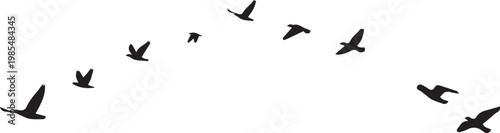 Birds flying in a graceful arc across the sky create a dynamic silhouette pattern against the white background.