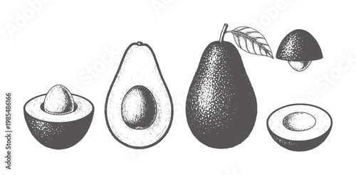 Hand drawn avocado showing whole fruit halves and seed food healthy vintage