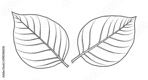 Two hand drawn black outline leaves with visible veins white leaf