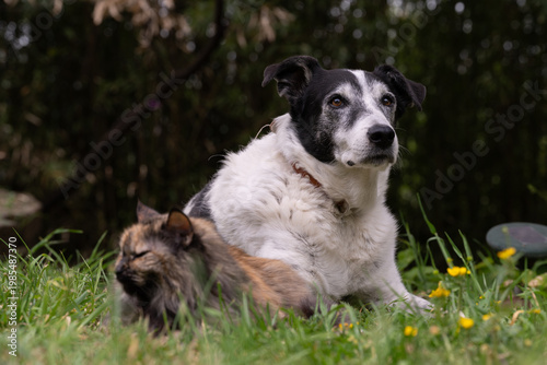 Cat and dog together in the garden. Focus on dog