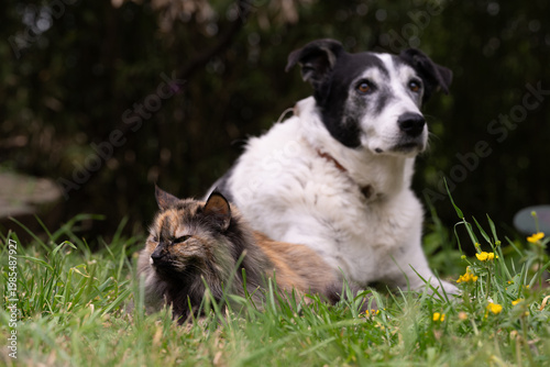 Cat and dog together in the garden. Focus on cat