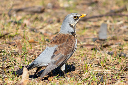 Fieldfare bird in a spring meadow in the park.
