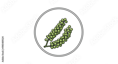 Green peppercorns are depicted inside a circular frame in this detailed botanical illustration on a clean white background for culinary use.