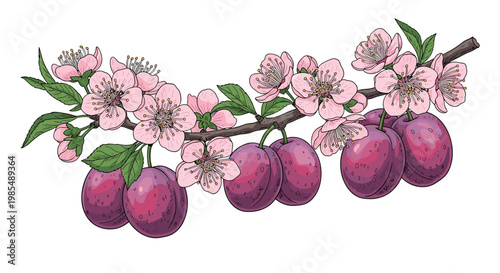 Botanical drawing features a plum tree branch with delicate pink blossoms and ripe purple plums in a detailed hand-drawn style on a white background.
