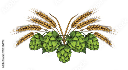Artistic composition features green hops and golden ears of wheat arranged symmetrically in a detailed botanical illustration for brewing themes.