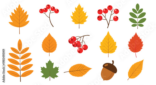 Collection of colorful autumn elements includes various fallen leaves, red berries, and a single brown acorn in a seasonal flat lay illustration.