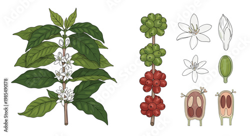 Detailed botanical illustration of a coffee plant showcases its branches, green leaves, white flowers, and ripening coffee cherries.