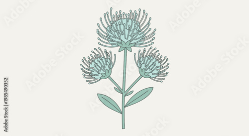 Protea Flower Illustration A Delicate Botanical Design.