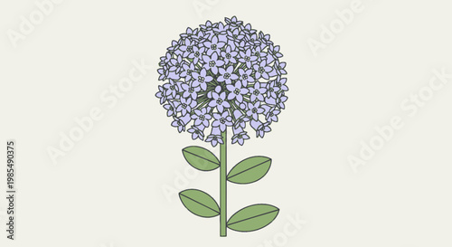 Illustration of a Purple Allium Flower with Green Leaves.