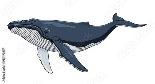 Detailed illustration of a large humpback whale is shown swimming from a side profile with realistic textures and coloring on a white background.